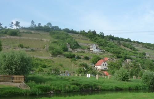 Weinberge