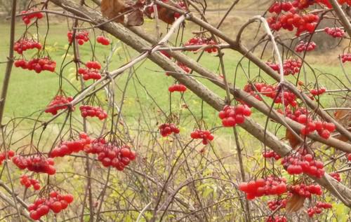 Beeren