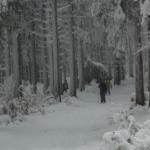 im Winterwald