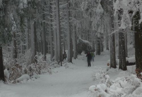 im Winterwald