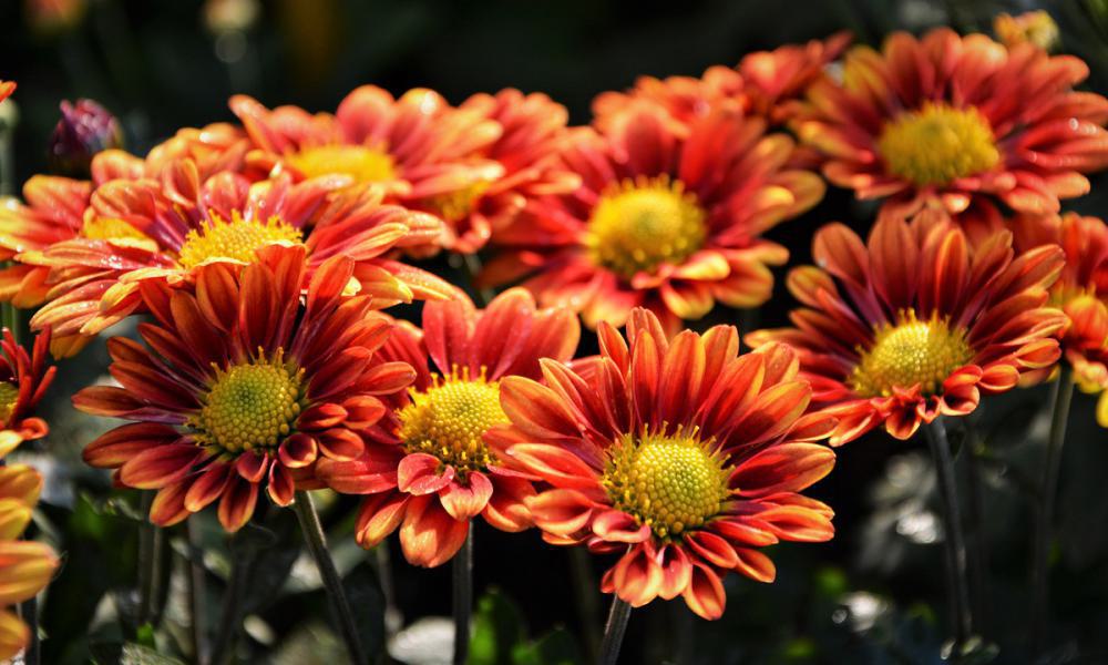 Herbstblumen