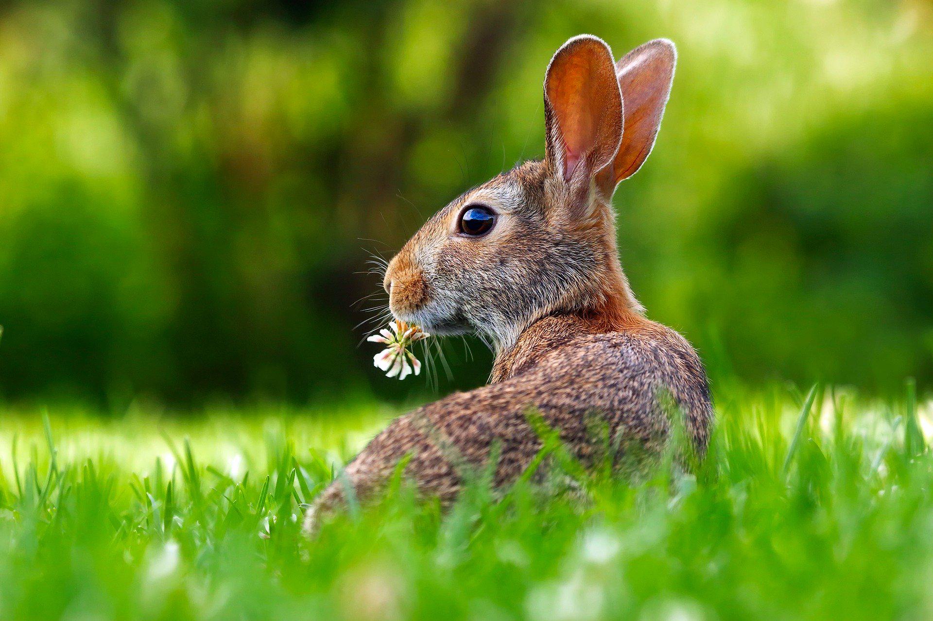 Osterhase